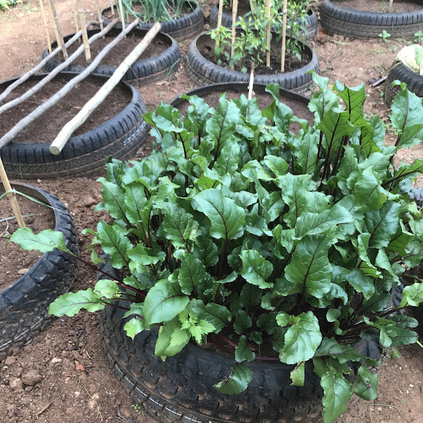 Food Gardens 2024