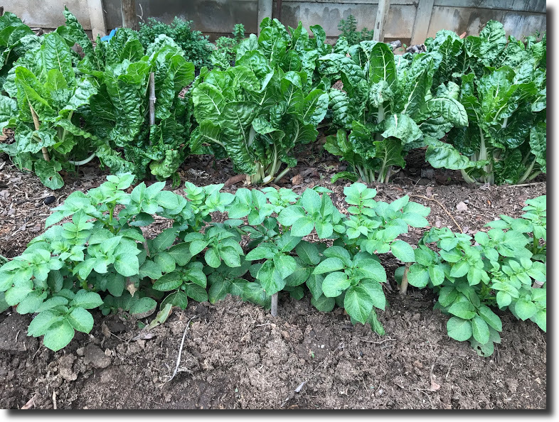 Spinach and Potatoes
