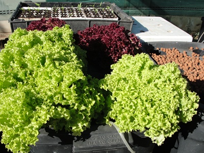 Organic Hydroponics